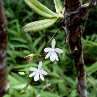 Aerangis hologlottis (Schltr.) Schltr.